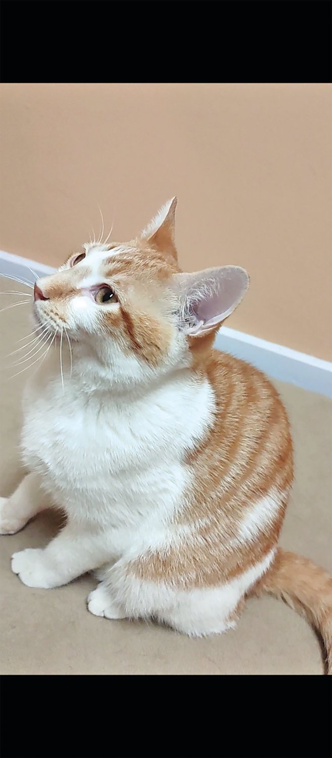 Frank is an awesome cat! Come meet him.